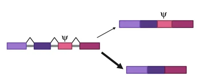 Pseudouridines can influence which combination of exons, which are the coding parts of mRNA, will be retained to form the mature mRNA transcript. Here, the presence of a pseudouridine in the light pink exon causes that exon to be spliced out of the mature transcript more than usual. Exons are shown as colored blocks while introns are shown as gray bars. (Image by R. Jain made with BioRender)
