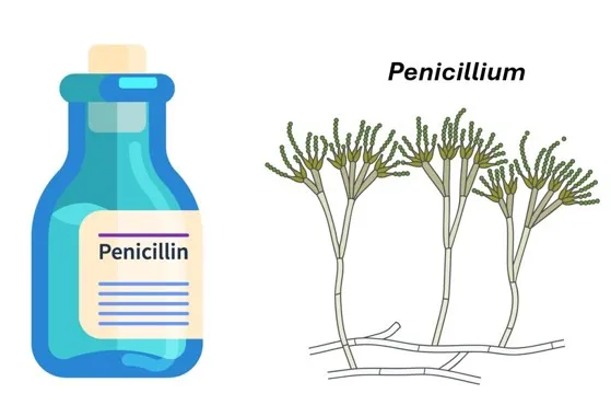 Penicillin is an antibiotic from a fungus (Penicillium), and it fights bacteria that cause sickness. (Images via Shutterstock)