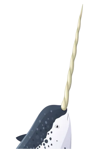 Narwhal