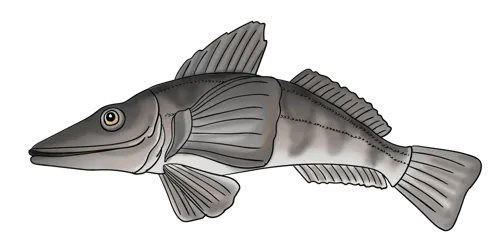 Crocodile Icefish