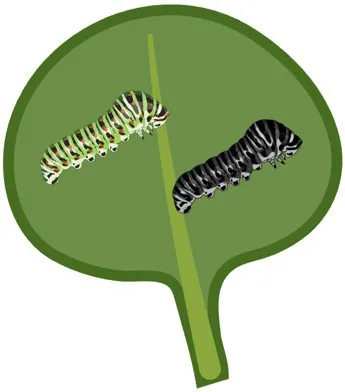 A green caterpillar is less likely to be seen and eaten by a bird than a black caterpillar. The color black will be selected against because it decreases survival. As a result, black caterpillars will not be able to pass on their traits to the next generation; this is an example of natural selection. (Image by N. Robles produced with biorender.com)