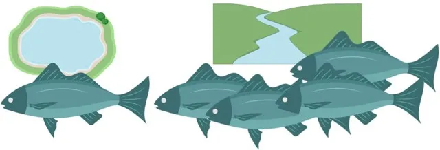 Imagine that there are two fish populations of the same species. One population is restricted to a large lake while the other is able to move in and out of their lake through a large river. The isolated population (left) relies on mutation for new traits to occur, spread, and ultimately lead to the evolution of the group. In contrast, the connected population (right) can mix freely with nearby fish, bringing in new traits more frequently and have the potential to evolve more rapidly. (Images by N. Robles produced with biorender.com)