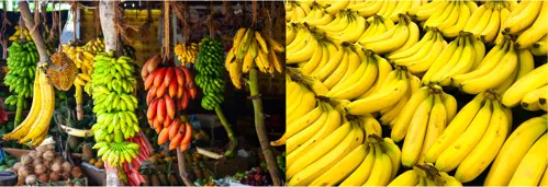 Even though many different varieties of bananas exist (left), supermarkets tend to be stocked with just the Cavendish banana (right). (Images via Shutterstock)