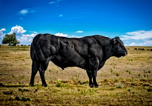 A mutation in Myostatin which causes excessive muscle growth can be seen in this Belgian Bull. (Image via Betty Wills (Atsme), Wikimedia Commons, License CC-BY-SA 4.0).