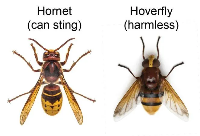 An example of Batesian mimicry, a form of convergent evolution, in which the hoverfly mimics the hornet. (Images from Shutterflock, adapted by J. Schaepe)
