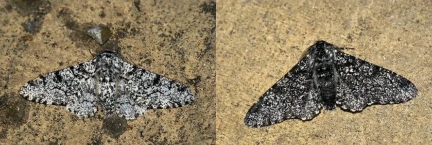 The Peppered Moth (Biston betularia) is a classic example of natural selection. The Peppered Moth exists naturally in two colors: white with black spots (left) and black with white spots (right). The white moth blends in more against the bark of the local trees while black moths are easily spotted and more likely to be eaten by birds, as a result black moths are rare. After industrialization in the mid to late-1800s, tree trunks in polluted cities began to blacken. This change in the moth’s environment favored the black moths and it quickly became the more common trait. (Images sourced from Wikimedia Commons, 2009)