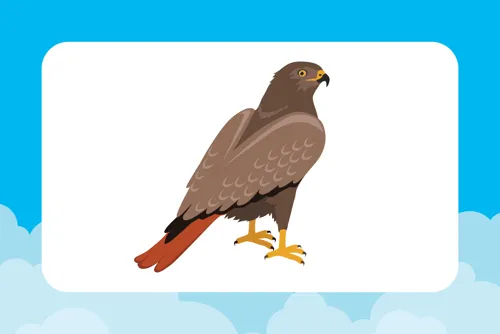 Red-tailed Hawk