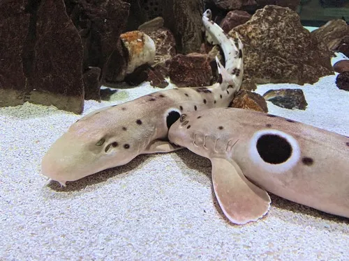 These adorable Epaulette sharks have some of the lowest mutation rates seen in vertebrates! (Image by Coughdrop12, CC BY-SA 4.0, via Wikimedia Commons)