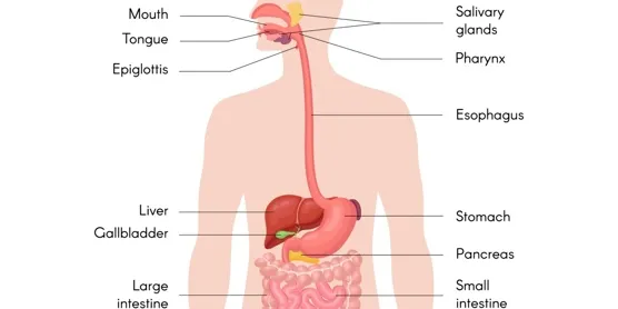 The digestive system is a biological system in which the mouth, stomach, intestines, and other organs work together to break down food and absorb nutrients to energize the body. (Image via Shutterstock)
