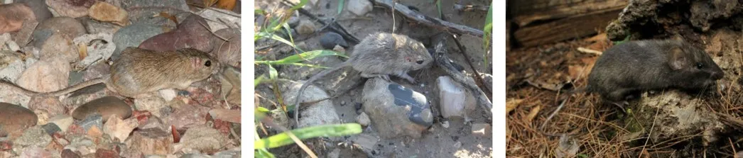 Pocket mice with different coat colors. From left to right the species are desert (Chaetodipus penicillatus), Chihuahuan (Chaetodipus eremicus), and Nelson’s spiny (Heteromys nelsoni). Notice how each species blends in with its unique habitat! (Images by Alan Schmierer, Juan Cruzado Cortés, and abrhambio respectively via Wikimedia Commons.)