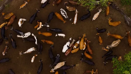Cows coats come in not only different colors, but also many patterns! (Image by Wirestock Creators via Shutterstock)