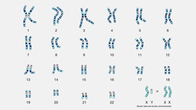 What human chromosomes look like when doing a karyotype. This helps to detect health conditions that are caused by important chromosome “chapters” added, changed, or missing in someone’s genetic instruction manual. (Image via the Talking Glossary of Genomic and Genetic Terms)