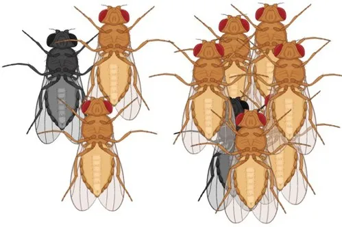 Let’s say that in a small population of flies, 1 out of 3 flies are black, while in a larger population of flies, 1 out of 7 flies are black. Based on random chance, the black color is more likely to be passed on in the small population than in the large population. This is an example of genetic drift. (Image by N. Robles produced with biorender.com)