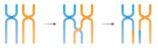 Crossing over reshuffles DNA pieces between the two copies of each chromosome. (Image via Shutterstock)