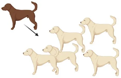 Let’s say that all dogs in a certain population have a white coat, and then a brown coat was introduced by a new dog from a nearby area. This would be an example of gene flow. (Image by N. Robles produced with biorender.com)