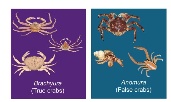 Carcinization in Anomura has resulted in many species of false crabs that look a lot like true crabs! (Images via Wikimedia)