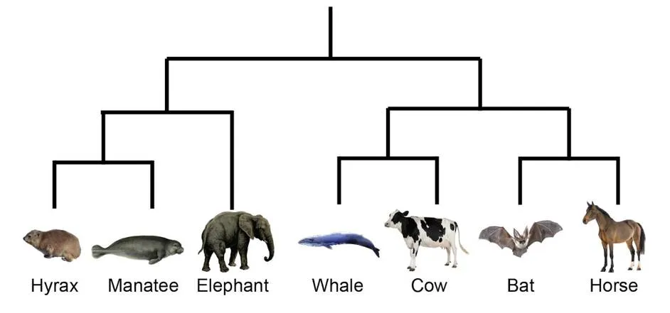 A phylogenetic tree containing the mammals referenced earlier.1 (Made by J. Schaepe with source images from Shutterstock and Wikimedia)
