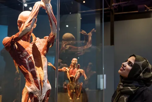 Body Worlds: Decoded exhibit with preserved human specimens at The Tech Interactive