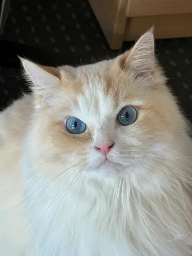 Blue eyes are not only found in humans! (Image by A. Huang)