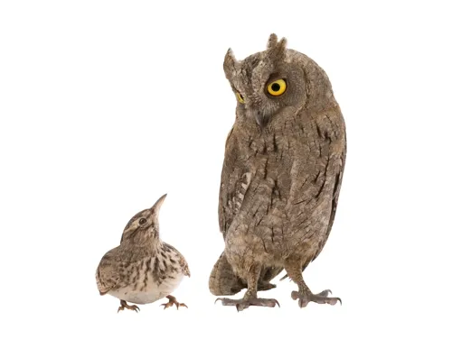 Who-hoo are you: an early bird or a night owl? (Image via Shutterstock)