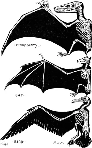 Wing anatomy in birds, pterosaurs, and bats (Image courtesy of Wikimedia)