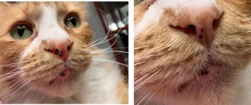 Meet Waffles! Waffles is a ginger tabby cat who shows lentigo spots on his nose and mouth, adding unique character to his charming ginger face. These little freckles are not just adorable but also quite common in ginger cats. (Photo captured by P. Bargallo)
