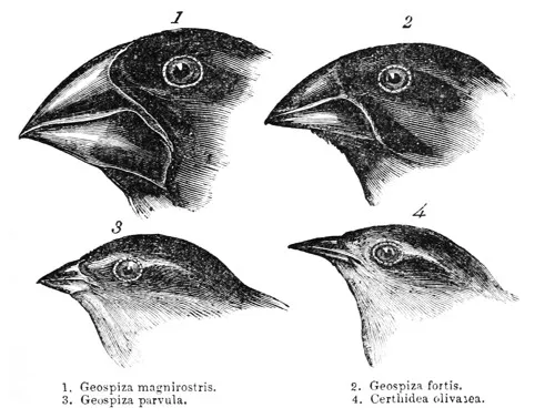 (Image from “Voyage of the Beagle” by Charles Darwin)