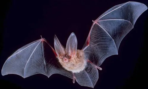 Bat wings are made up of skin stretched between long, bony fingers (Image via Wikimedia by Parks Department- US Government).
