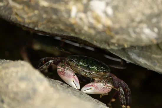 Hiding in the rocks is much easier when you’re flat! (Photo courtesy of Christine Peters)