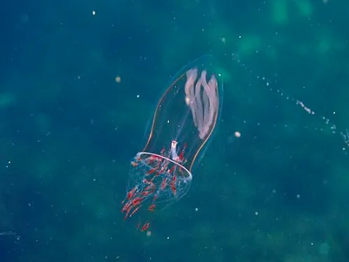 Despite not having a brain, jellyfish like this Aglantha digitale can swim away from predators as a result of action potentials, which are made possible by the sodium-potassium pump! (Image courtesy of Belostomatid, CC BY 4.0, via Wikimedia Commons)