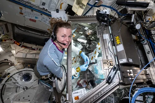 NASA astronaut Zena Cardman processes bone cell samples aboard the International Space Station in August 2025, as part of a study on bone loss in space. (Image courtesy of NASA Johnson Space Center via Wikimedia Commons)