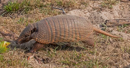 Armadillo's skin is made up of a tough keratinized material, similar to our nails. (Image by Charles J. Sharp, CC BY-SA 4.0, via Wikimedia Commons)