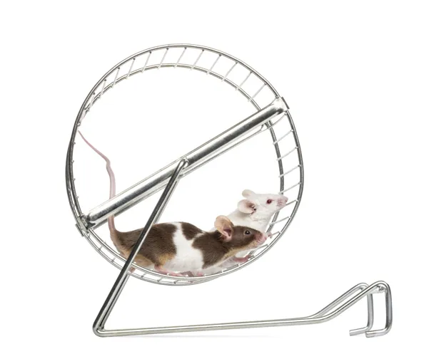 Like humans running on a treadmill, mice can actually train to increase their VO2 max by running on a wheel! (Image via Shutterstock)