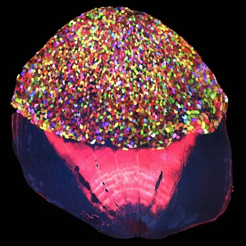 This scale from a zebrafish was engineered to glow in different colors, allowing scientists to track individual skin cells over time. (from image by Chen-Hui Chen, CC BY-NC 2.0, via Flickr)