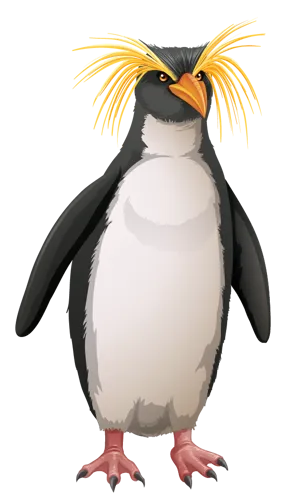 Macaroni Penguin