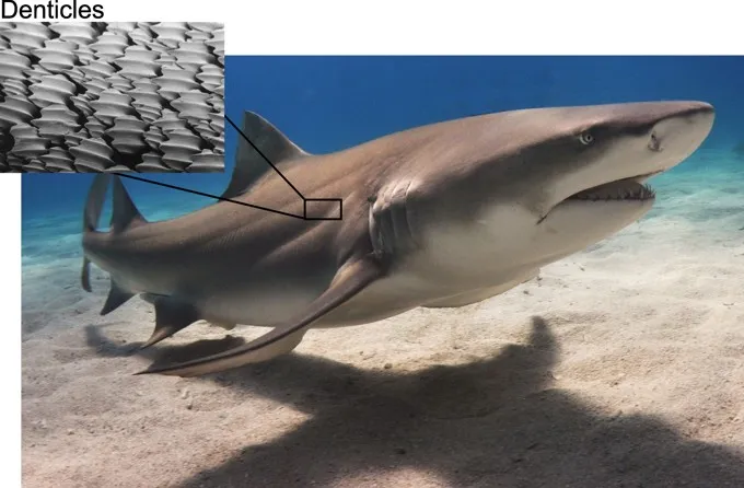 While shark skin may look smooth from a distance, electron microscopes allow us to see the denticles that create an incredibly rough surface (Image adapted from work by Pascal Deynat/Odontobase and Albert Kok (talk), CC BY-SA 3.0, via Wikimedia Commons)