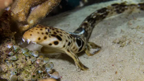 A walking shark using its fins to ‘walk’ along a reef. (Image via Shutterstock)
