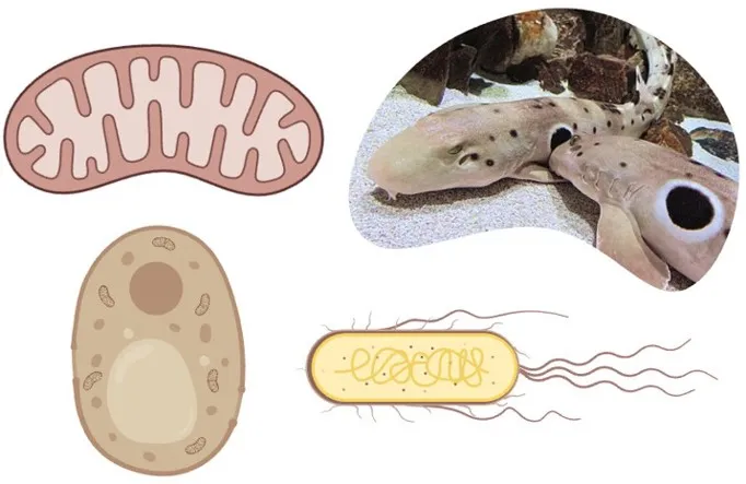 Human mitochondria (top left) have their own genome! - with an approximate mutation rate of 1.91 mutations per base pair per year.2 The Epaulette Shark (top right) has the slowest mutation rate of any vertebrate (animals with backbones) at 7x10-10 per base pair, per generation.3 Yeast (bottom left) have an estimated mutation rate of 1.7x10-7 mutations per gene, per generation.4 The bacteria E. coli (bottom right) has a mutation rate of 1x10-3 per genome, per generation.5 (Images by N. Robles produced with biorender.com; epaulette shark image sourced from Wikimedia Commons, 2020)
