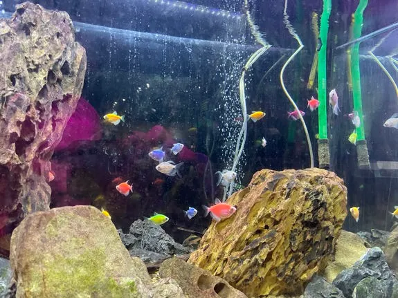 These colorful and fluorescent fish at The Tech Interactive (patented and sold as GloFish in the U.S.) are the product of recombinant DNA technology. (Image by R. Schade)