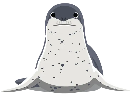 Leopard Seal