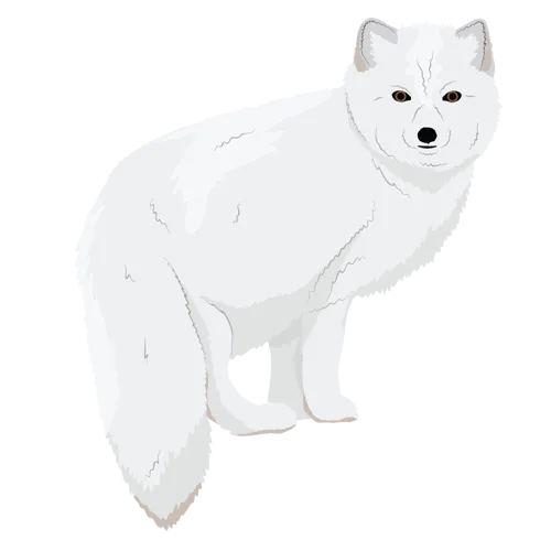 Arctic Fox