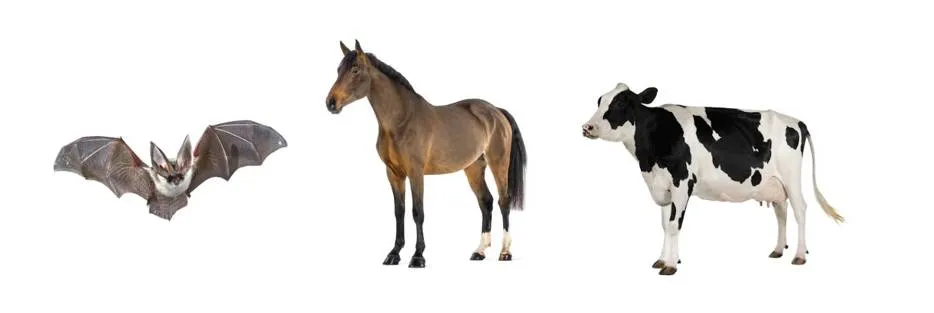 Bats and horses are more related than horses and cows despite what they look like! (Images from Shutterstock)