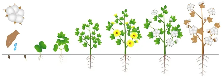 The growth cycle of a cotton plant. The cotton plant can be protected from pests by genetic engineering. (Image via Shutterstock)