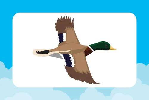 Mallard