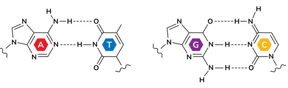 Adenine (A) and thymine (T) pair with two hydrogen bonds while guanine (G) and cytosine (C) pair with three. Dotted lines indicate hydrogen bonds. (Image adapted from Shutterstock)