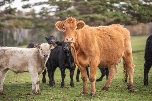 These angus cows show three base coat colors: brown, black, and white. (Image by Beatrice Foord-St-Laurent via Shutterstock)