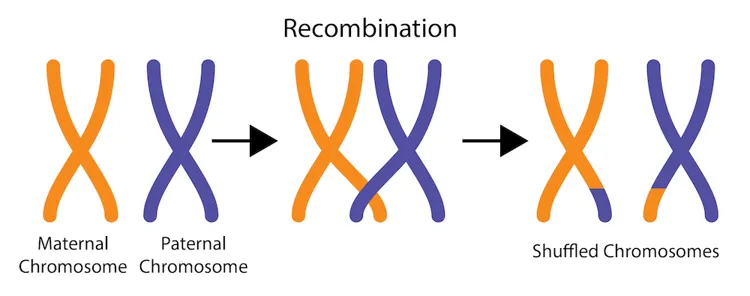 Most chromosome pairs trade bits with one another when sperm and eggs are made. This allows a mix of maternal and paternal DNA to pass onto the next generation. (Image by R. Slyman)