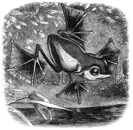 Wallace’s flying frog is an example of parallel evolution. (Image from “The Malay Archipelago” by Alfred Russel Wallace)