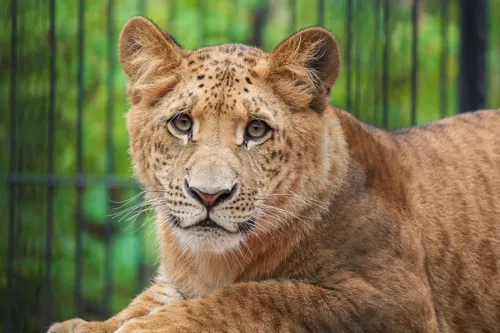 A liger is the offspring of a male lion and a female tiger. Ligers are even bigger than lions or tigers! (Image via Shutterstock)