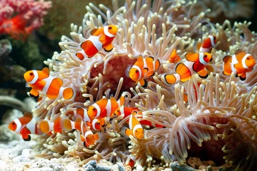 Clownfish and certain species of sea anemones are hermaphroditic animals. (Image via Shutterstock)